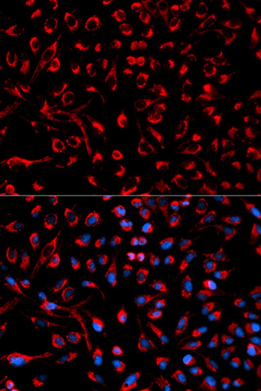 DOK4 Antibody