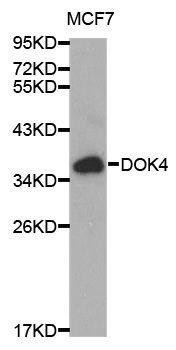 DOK4 Antibody