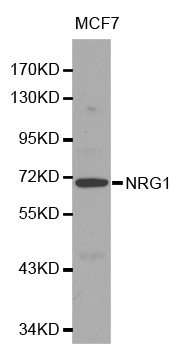 NRG1 Antibody