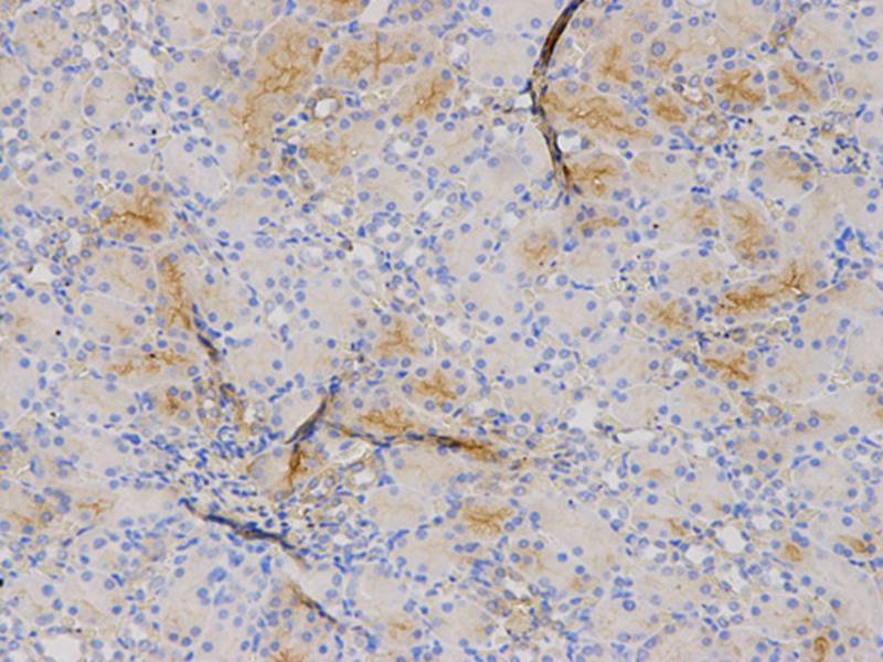 S100A8 Antibody