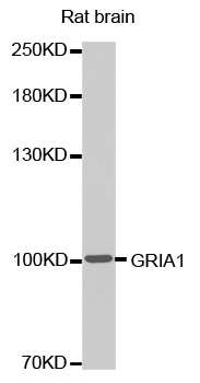 GRIA1 Antibody