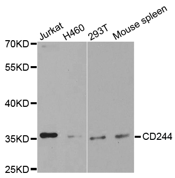 CD244 Antibody