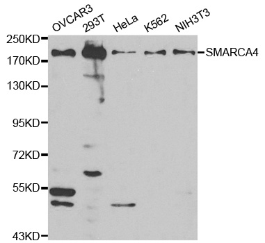 SMARCA4 Antibody