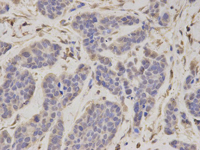 PSMC4 Antibody