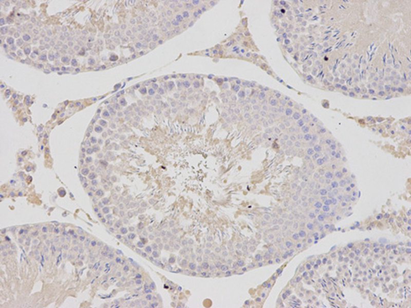 PSMC4 Antibody