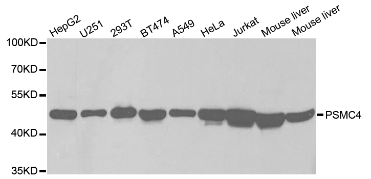 PSMC4 Antibody