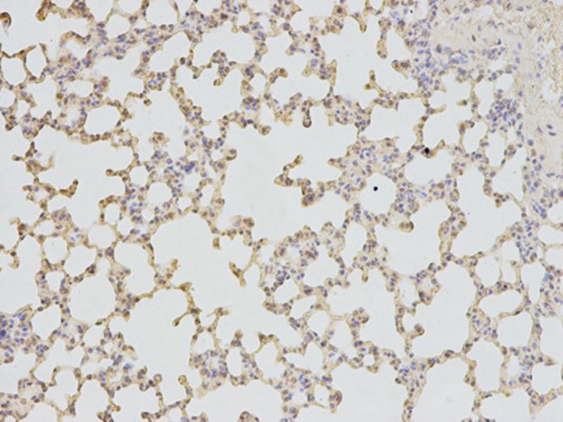 TPI1 Antibody