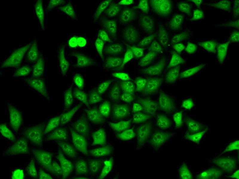 ANXA6 Antibody