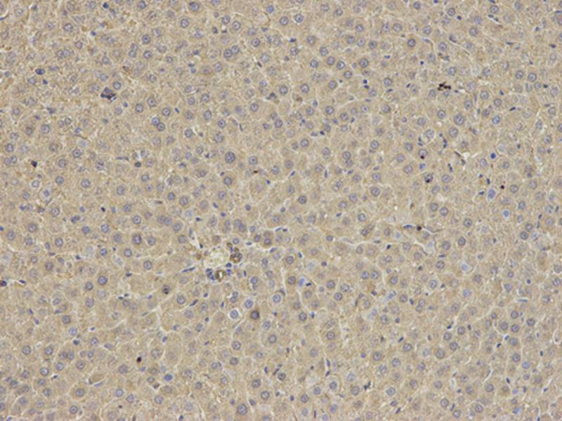 ANXA6 Antibody