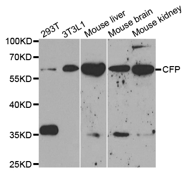 CFP Antibody