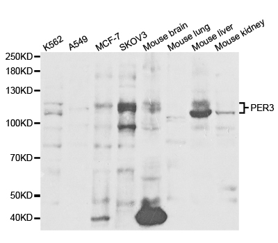 PER3 Antibody