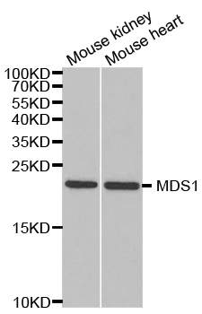 MECOM Antibody