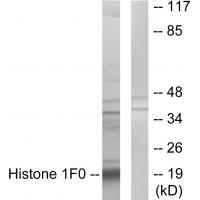 Histone 1F0 Antibody