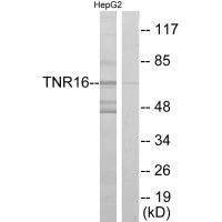 TNR16 Antibody 