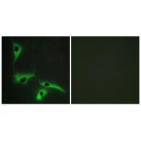 TSPAN8 Antibody