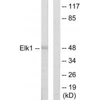 Elk1 Antibody 