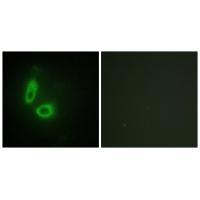 EFNA1 Antibody