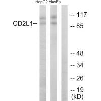 CD2L1Antibody