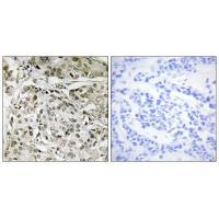 TAF1 Antibody
