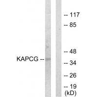 KAPCG Antibody