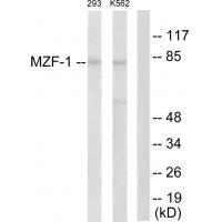MZF-1 Antibody