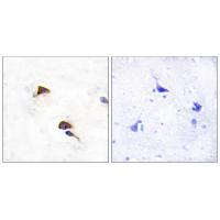 PPIF Antibody