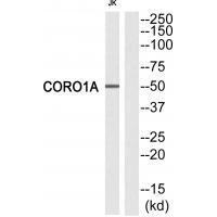 CORO1A Antibody