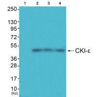 CKI-ε Antibody 