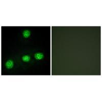 CLK1 Antibody