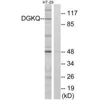 DGKQ Antibody