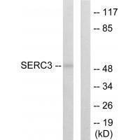 SERC3 Antibody