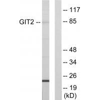 GIT2 Antibody