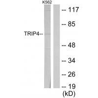 TRIP4 Antibody