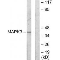 MAPK3 Antibody