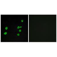 p97 MAPK Antibody 