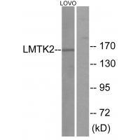 LMTK2 Antibody 