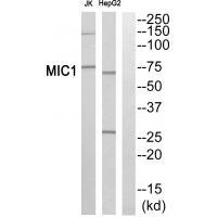 MIC1 Antibody 