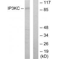 IP3KC Antibody 