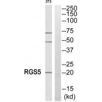 RGS5 Antibody 