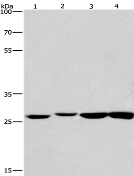 KLF7 Antibody