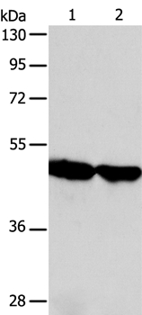 AADAC Antibody