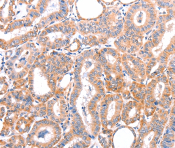 AOC1 Antibody