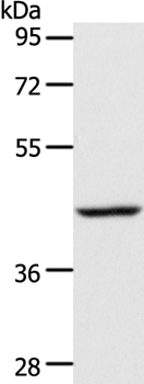 ACADS Antibody