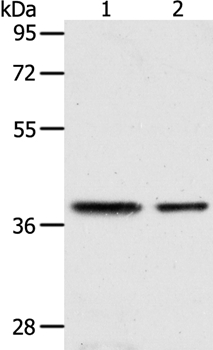 CNN3 Antibody