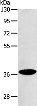 ACMSD Antibody