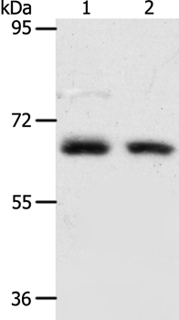 ACOT11 Antibody