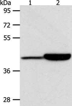 CAPG Antibody