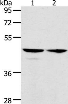 ACTL8 Antibody