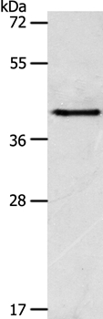 ACTR1A Antibody