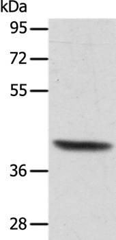 ACTRT1 Antibody